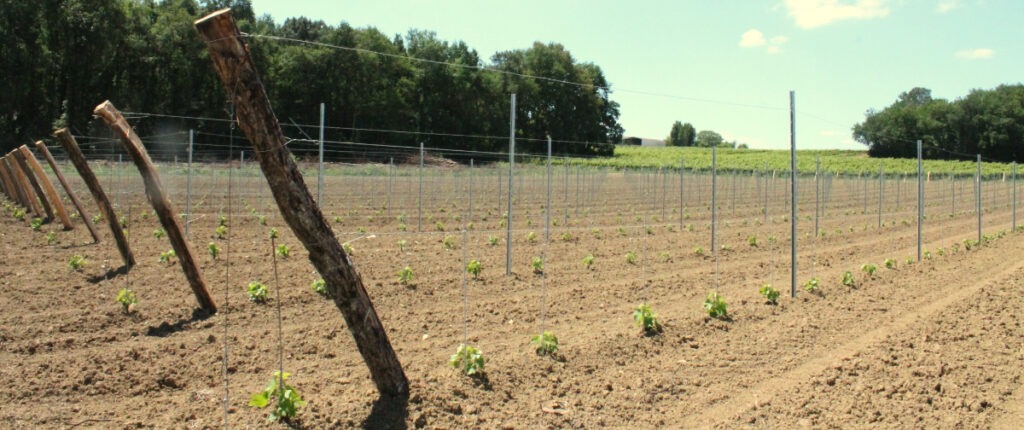 plantation-sauveterre-de-guyenne-vignobles-turtaut